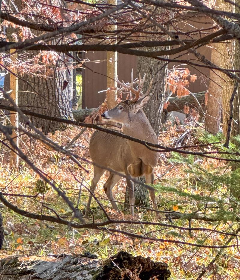 RentalsMLS Rental Additional Image